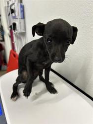 Shelter Stray Female Dog last seen Near BLOCK W WHITES BRIDGE AVE, FRESNO CA 93706, 5277 E Airways Blvd, Fresno, CA 93727, USA