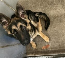 Shelter Stray Unknown Dog last seen MT VIEW X W HIGHLAND, 333 Chandler Pl, San Bernardino, CA 92408, USA