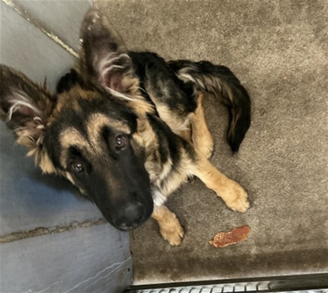 Shelter Stray Unknown Dog last seen MT VIEW X W HIGHLAND, 333 Chandler Pl, San Bernardino, CA 92408, USA