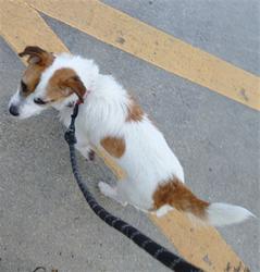 Shelter Stray Male Dog last seen Near BLOCK NW 15 PL, POMPANO BEACH FL 33060, 2400 SW 42nd St, Fort Lauderdale, FL 33312, USA