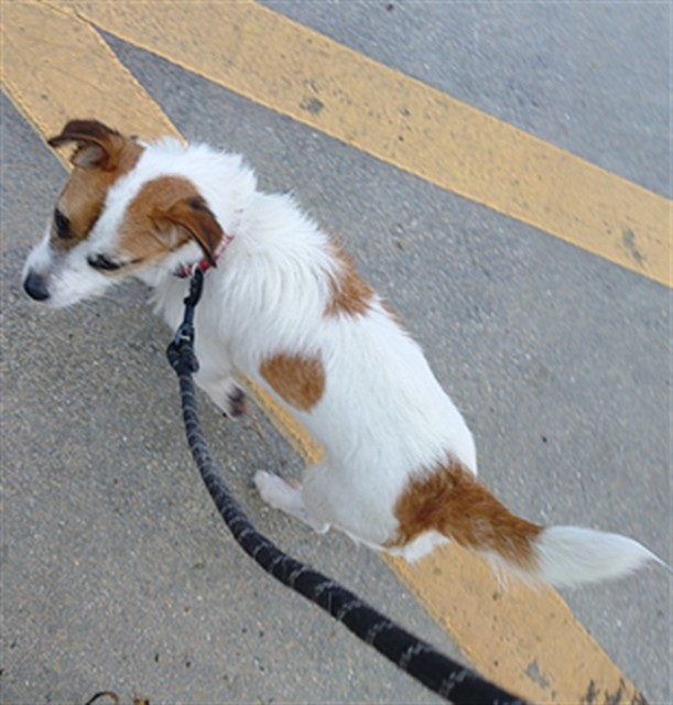 Shelter Stray Male Dog last seen Near BLOCK NW 15 PL, POMPANO BEACH FL 33060, 2400 SW 42nd St, Fort Lauderdale, FL 33312, USA