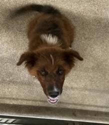 Shelter Stray Male Dog last seen MEDICALCENTER, 333 Chandler Pl, San Bernardino, CA 92408, USA