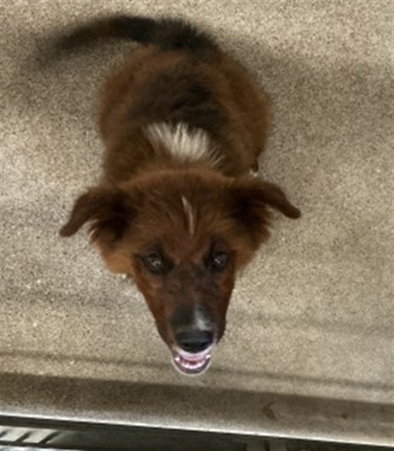 Shelter Stray Male Dog last seen MEDICALCENTER, 333 Chandler Pl, San Bernardino, CA 92408, USA