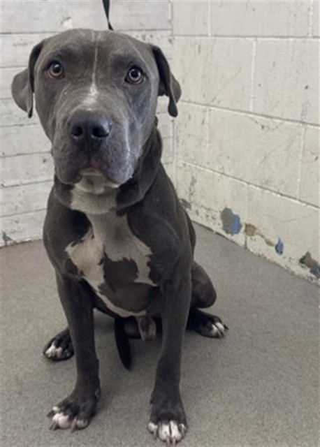 Shelter Stray Male Dog last seen SIERRRA ATHOL, 333 Chandler Pl, San Bernardino, CA 92408, USA