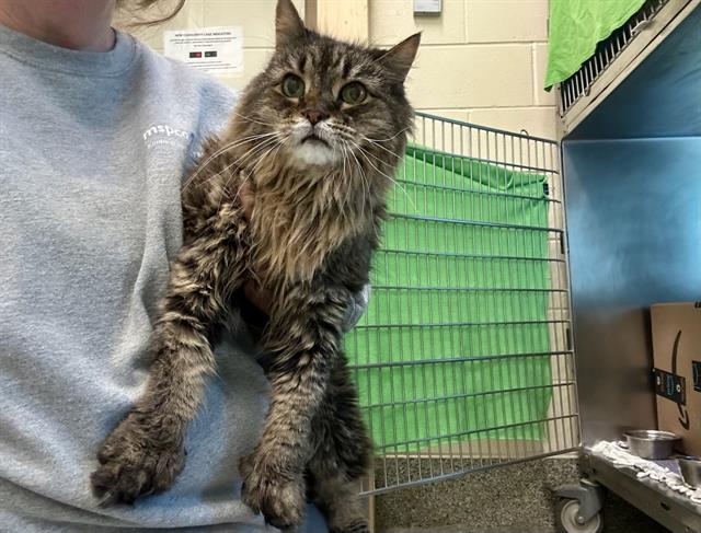 Shelter Stray Male Cat last seen CAMBRIDGE, 350 S Huntington Ave, Jamaica Plain, MA 02130, USA