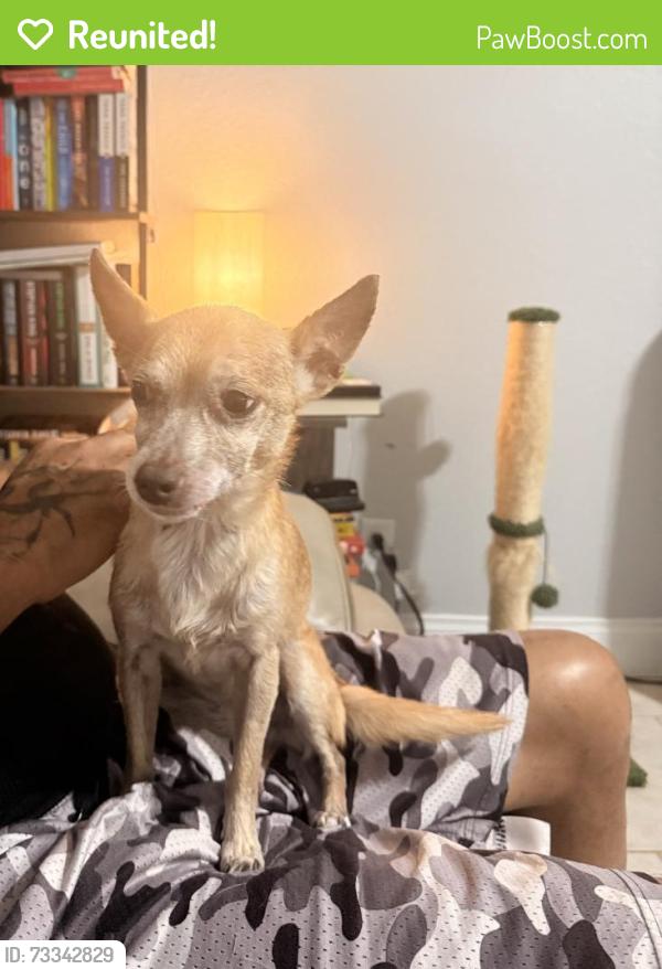 Reunited Female Dog last seen Elmhurst & Cedarbrook, Pinellas Park, FL 33782