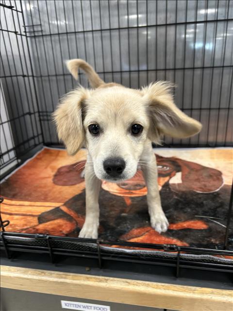 Shelter Stray Male Dog last seen , 14409 Vanowen St, Van Nuys, CA 91405, USA