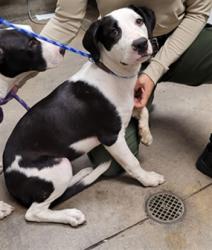 Shelter Stray Male Dog last seen , 14409 Vanowen St, Van Nuys, CA 91405, USA