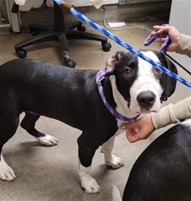 Shelter Stray Female Dog last seen , 14409 Vanowen St, Van Nuys, CA 91405, USA