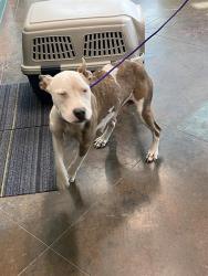 Shelter Stray Female Dog last seen CRYERS ST, 31078 LA-36, Lacombe, LA 70445, USA