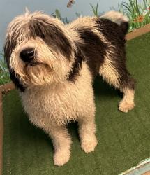 Shelter Stray Male Dog last seen , 38550 Sierra Hwy, Palmdale, CA 93550, USA