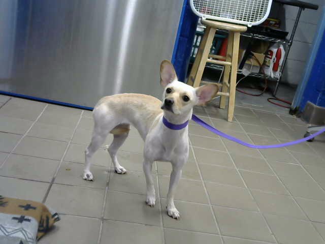 Shelter Stray Female Dog last seen TRAMWAY AND DUMES, 8920 Lomas Blvd NE, Albuquerque, NM 87112, USA