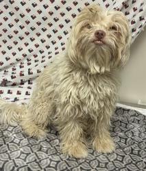 Shelter Stray Male Dog last seen , 38550 Sierra Hwy, Palmdale, CA 93550, USA