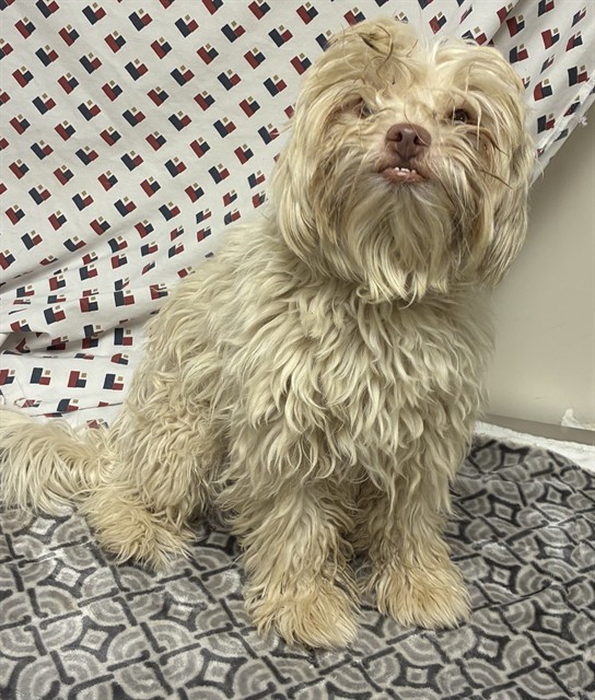 Shelter Stray Male Dog last seen , 38550 Sierra Hwy, Palmdale, CA 93550, USA