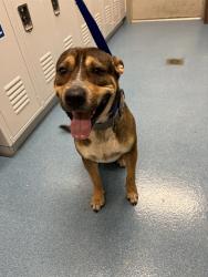 Shelter Stray Male Dog last seen E WALNUT ST, 8311 Freedom Dr, Pearland, TX 77581, USA