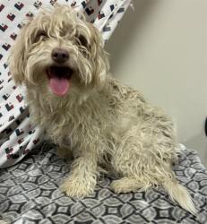 Shelter Stray Female Dog last seen , 38550 Sierra Hwy, Palmdale, CA 93550, USA