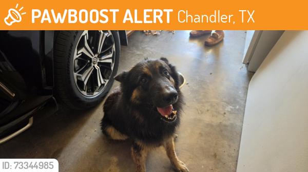 Found/Stray Male Dog last seen FM 315 & Wildewood Dr, Chandler, TX 75758