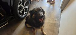 Found/Stray Male Dog last seen FM 315 & Wildewood Dr, Chandler, TX 75758