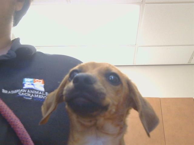 Shelter Stray Male Dog last seen B PKWY/CENTER PKWY, SACRAMENTO CA 95823, 3839 Bradshaw Rd, Sacramento, CA 95827, USA
