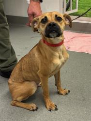 Shelter Stray Female Dog last seen UNDERWOOD AND JENNINGS, 1419 Bryant St, San Francisco, CA 94103, USA