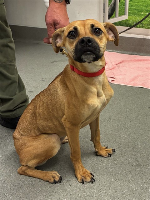 Shelter Stray Female Dog last seen UNDERWOOD AND JENNINGS, 1419 Bryant St, San Francisco, CA 94103, USA
