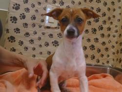 Shelter Stray Male Dog last seen B PKWY/CENTER PKWY, SACRAMENTO CA 95823, 3839 Bradshaw Rd, Sacramento, CA 95827, USA