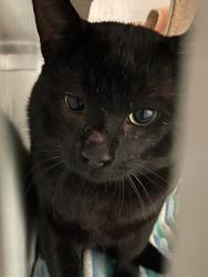 Shelter Stray Male Cat last seen HOLLADAY AND YORK, 1419 Bryant St, San Francisco, CA 94103, USA
