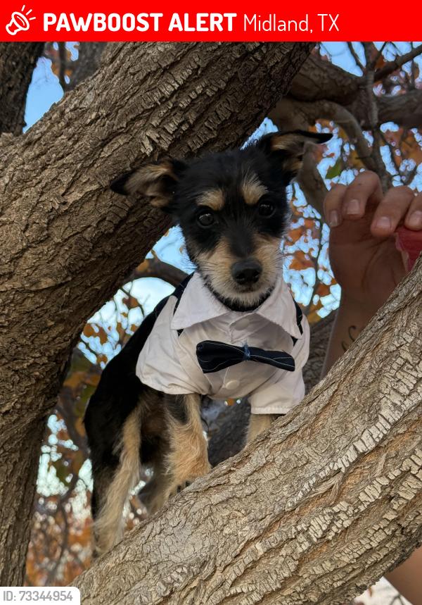 Lost Male Dog last seen N county Rd 1123, Midland, TX 79707