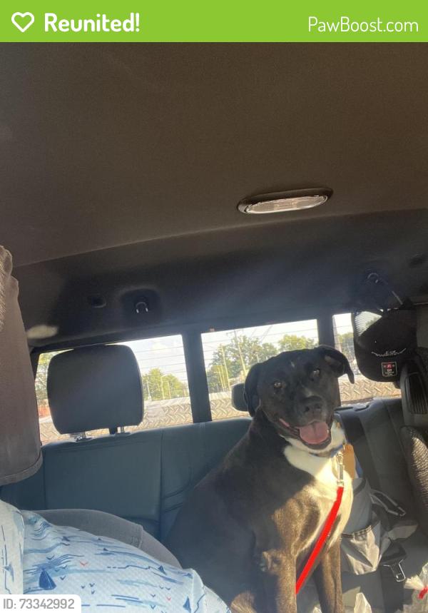 Reunited Female Dog last seen Alvina Way, Louisville, KY 40214