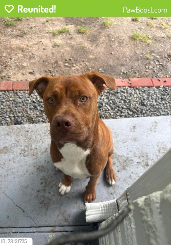 Reunited Male Dog last seen Near Bessemer St & Edgebrook Dr,Houston Tx 77034, Houston, TX 77034
