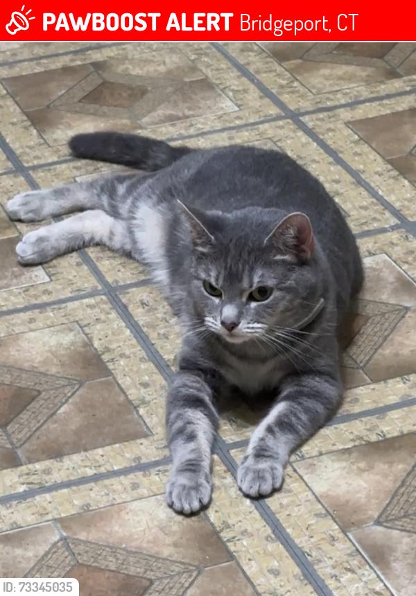 Lost Female Cat last seen Iranistan and Maplewood ave, Bridgeport, CT 06604