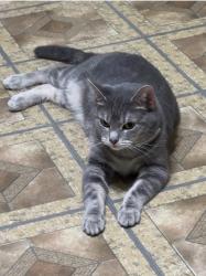 Lost Female Cat last seen Iranistan and Maplewood ave, Bridgeport, CT 06604