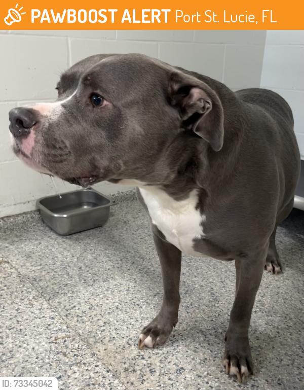 Found/Stray Male Dog last seen port st. lucie, Port St. Lucie, FL 34986