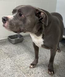 Found/Stray Male Dog last seen port st. lucie, Port St. Lucie, FL 34986