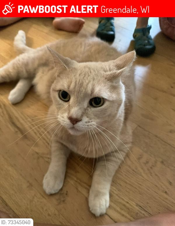 Lost Male Cat last seen Millshire Rd greendale wi, Greendale, WI 53129