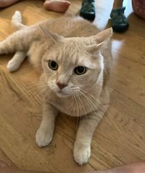 Lost Male Cat last seen Millshire Rd greendale wi, Greendale, WI 53129