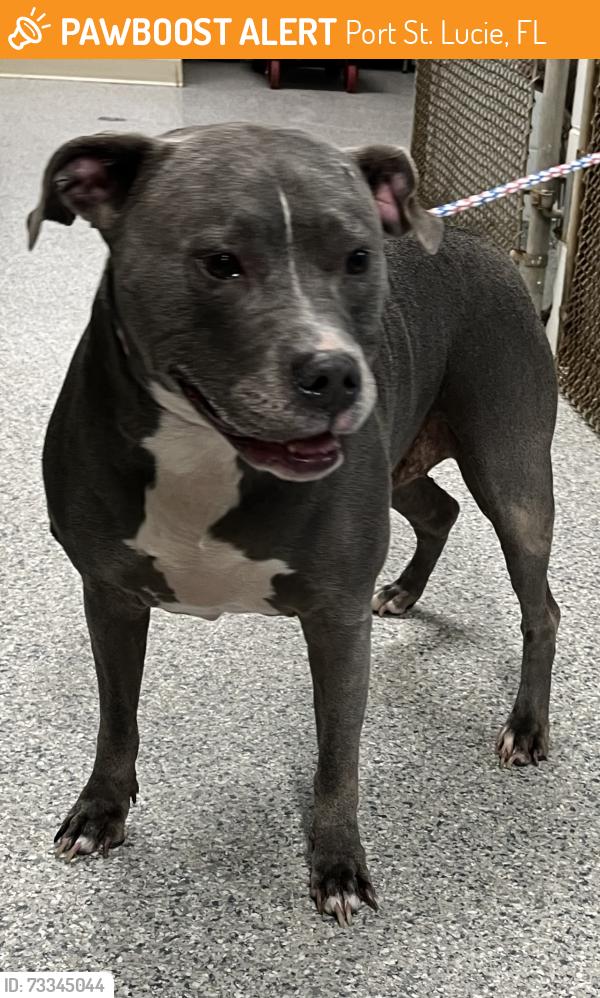 Found/Stray Female Dog last seen port st. lucie, Port St. Lucie, FL 34986