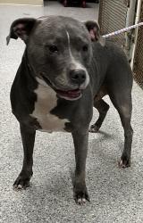 Found/Stray Female Dog last seen port st. lucie, Port St. Lucie, FL 34986