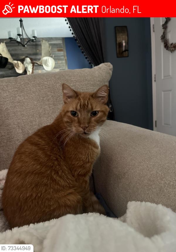 Lost Male Cat last seen Cumbie Ave and Taft Ave, Orlando, FL 32804