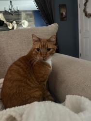 Lost Male Cat last seen Cumbie Ave and Taft Ave, Orlando, FL 32804