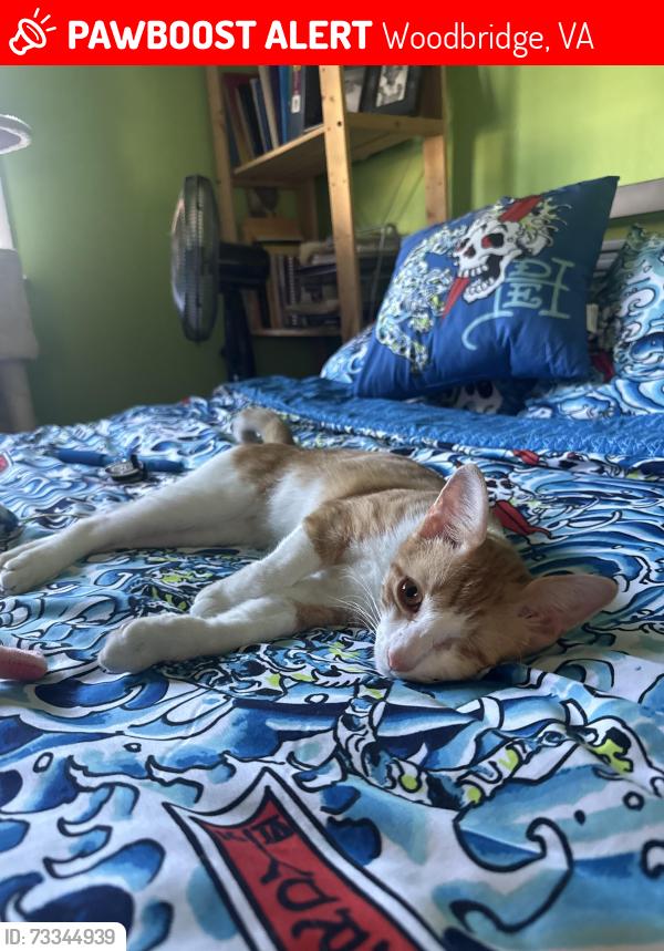 Lost Male Cat last seen Inside, Woodbridge, VA 22193