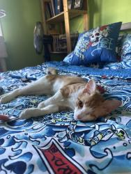 Lost Male Cat last seen Inside, Woodbridge, VA 22193