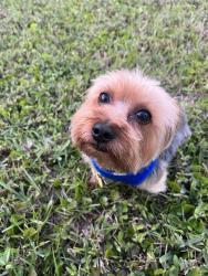 Reunited Male Dog last seen Striling rd, Davie, FL 33314