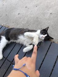 Lost Female Cat last seen Near honeysuckle court, Moreno Valley, CA 92557