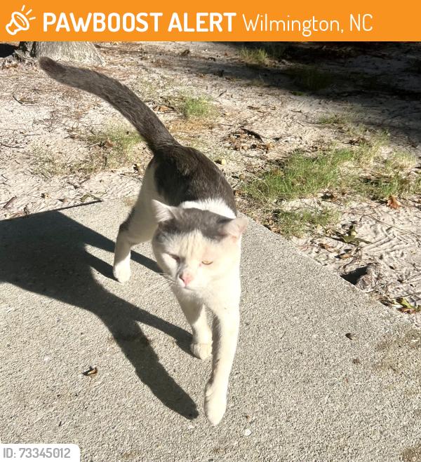 Found/Stray Male Cat last seen St Andrews, Wilmington, NC 28412