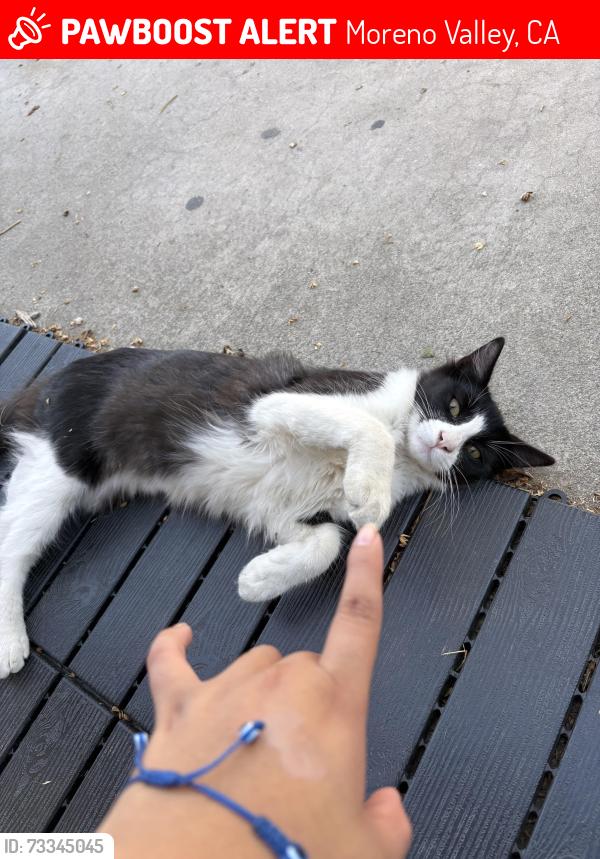 Lost Female Cat last seen Near honeysuckle court, Moreno Valley, CA 92557