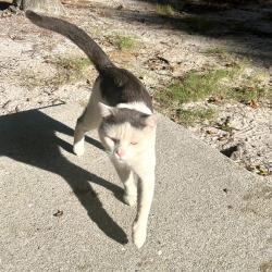 Found/Stray Male Cat last seen St Andrews, Wilmington, NC 28412