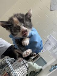 Shelter Stray Female Cat last seen Near LA-327, 70820, LA, 2550 Gourrier Ave, Baton Rouge, LA 70820, USA