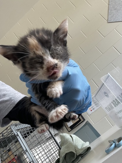 Shelter Stray Female Cat last seen Near LA-327, 70820, LA, 2550 Gourrier Ave, Baton Rouge, LA 70820, USA