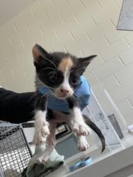 Shelter Stray Female Cat last seen Near LA-327, 70820, LA, 2550 Gourrier Ave, Baton Rouge, LA 70820, USA